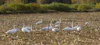 Latvijā augsti patogēnā putnu gripa konstatēta vēl četriem savvaļas putniem