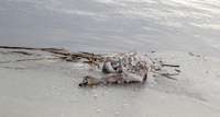 Liepājas ezerā uz ledus beigti gulbji. Vairākiem konstatēta putnu gripa