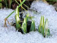 Sniegs februārī smaržo pēc pavasara. Sniegpulkstenītes iezīmē gadalaiku maiņu