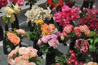 Ieskaties rozes noslēpumā. Liepājas Latviešu biedrības namā var aplūkot apmēram 190 rožu zarus