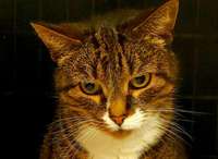 Dzīvnieku patversmē no ielām nonāk trīs kaķi ar smagām slimībām un traumām