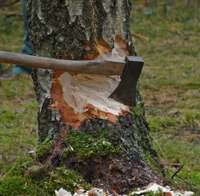 Kazdangas dabas parka teritorijā nozāģēs 33 bojātus un bīstamus kokus