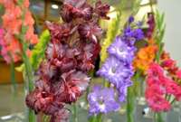 Biedrības namā būs skatāma cēlo gladiolu ziedu izstāde