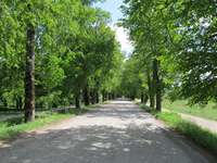 Valsts ceļu tīklā sakops aizsargājamās koku alejas