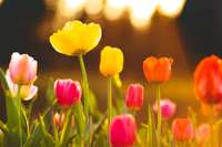 Ieteikumi pavasara dārza darbiem: košumkrūmi un sīpolpuķes