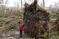 Lielbritānija vētrās zaudējusi miljoniem koku