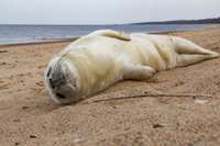 Dienvidkurzemes piekrastē beigtu roņu šogad daudz, bet sērga tos nav skārusi