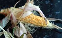 Dienvidkurzemes novadā aizliedz ģenētiski modificēto kultūraugu audzēšanu