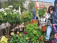 Rožu laukumā 4.maijā uzplauks stādu tirgus ”Pavasaris ziedos”