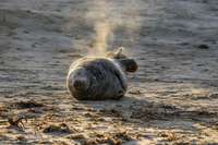PVD: Liepāja atrastie roņi varētu būt miruši no durtām brūcēm