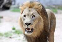 Slovākijā privātā zoodārza īpašnieku līdz nāvei saplosījusi lauva
