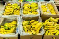 Itālijā banānu kravā atrod 2,7 tonnas kokaīna