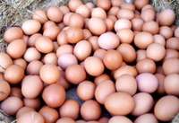 Aptauja: Latvijas iedzīvotājiem olas ir viens no svarīgākajiem pārtikas produktiem