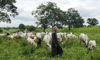 Zemkopju un ganu sadursmēs Nigērijā nogalināti 85 cilvēki