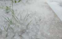 Foto un video: Dienvidrietumu rajonu Liepājā apsēdis papeļu sniegs