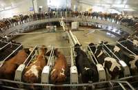 Piena kooperatīvs “Dundaga” jūlijā apturēs piena produktu ražošanu
