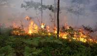 Valsts meža dienests: Mežos paaugstinās ugunsbīstamība