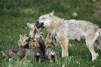 Urzula fon der Leiena brīdina par vilku baru reālajām briesmām Eiropā