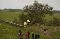 Nozāģēts viens no Lielbritānijā slavenākajiem kokiem – Robina Huda kļava