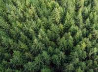 “Latvijas valsts mežu” apgrozījums un peļņa pieaug par 17,5%