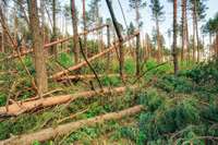 VMD: Latvijas mežos pēc spēcīgā vēja brīvdienās masveida postījumi nav konstatēti