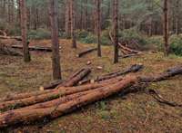 Foto: Liepājniece satraucas par meža izciršanu