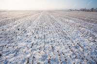 Lielākajā daļā valsts lauki zem sniega nav sasaluši