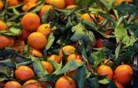 Farmaceite: Ēdot mandarīnus vairumā, kādam var rasties alerģiska reakcija