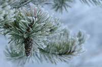 Trešdien gaidāms sniegs, brīvdienās Latvijā ieplūdīs vēsāks gaiss, saglabājot cerību par baltiem Ziemassvētkiem