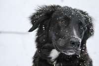 PVD aicina dzīvnieku īpašniekus aukstajā laikā būt atbildīgiem pret dzīvniekiem