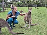 Uz Austrāliju – papaijāt ķenguru un koalu
