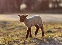 “Rūrei” savs ganāmpulks. Jēriņi piedzimuši arī otrai aitu mammai