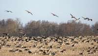 Latvijā apstiprināts šogad pirmais putnu gripas gadījums