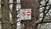Foto: Patvaļīgais meža “privatizētājs” turpina izvietot aizlieguma zīmes