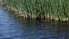 Apstiprināts Liepājas ezera dabas aizsardzības plāns