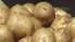 Grobiņas novadā novāks kartupeļu ražu trūcīgajiem liepājniekiem