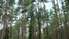 Nīcenieki bažījas par "Latvijas Valsts mežu" plāniem izcirst kokus Bernātu dabas parkā