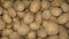 Kartupeļu audzēšanas projekts atzīts par ekonomiski neizdevīgu