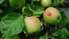 Diakonijas centrs aicina uz ābolsvētkiem