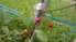Rallija "Kurzeme" 50 gadu jubilejas ķiršu dārzā sārtojas pirmie ķirši