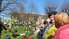 Liepājniekus un pilsētas viesus pulcina dārzkopju svētki “Pavasaris ziedos”