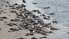 Papildināts - Kurzemes piekrastē izskaloti beigti jūrasgrunduļi