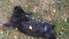 Grobiņas pagastā klaiņojoši suņi kādas mājas sētā nokoduši 13 trušus