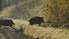 Āfrikas cūku mēris pirmo reizi konstatēts mežacūkām Kazdangas pagastā