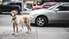 Uz ielas izskrējuša suņa dēļ taranē ceļa zīmi