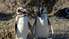 Dienas prieks: Pingvīni pastaigai izvēlas saulainu pilsētas ielu