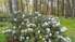 Rododendru dārzam Cīravā ziedoša desmitgade