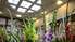 Līdz sestdienai Liepājas Latviešu biedrības namā aplūkojama gladiolu izstāde