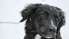 Gaviezes pagastā izglābj vircas bedrē iekritušu suni
