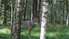 Latvijas mežos pieaug plēsēju skaits